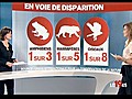 Expliquez-nous : les animaux en voie de disparition