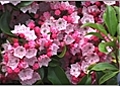 How to Care for Mountain Laurel