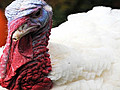 Greening my thanksgiving (aka pet peeves,  traditions, and gobble gobble)