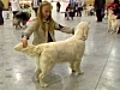 Préparer son chien à un concours de beauté