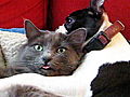 America’s Cutest Cat 2010: Puppy and Kitty PDA