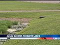 Algal Blooms Threaten Local Lakes