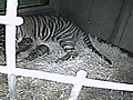 Neue Tigerbabies im Frankfurter Zoo