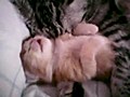 Gatinho dorme com a mamãe