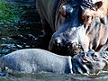 カバの赤ちゃんお披露目　神戸・王子動物園