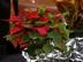 Las plantas decorativas pueden envenenar Parecen inofensivas, pero pueden ser mortales 12/12/2007