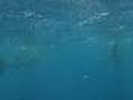 Swimming With Whale Sharks