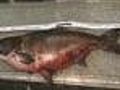 Asian Carp Hooked Near Chicago