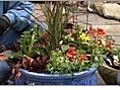 Pot your Plants - Arranging Plants in a Pot