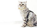 Cats 101: Domestic Longhair