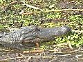 Gator 2 Stock Footage