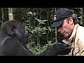 Gorilla Reunion - Fight for Survival