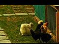 How to Raise Bantam Chickens-Black Gold