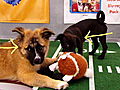 Puppy Bowl VII: Final Moments of Puppy Bowl VII
