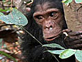 Tourists Killing Chimps?