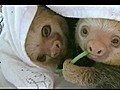 Adorable Baby Sloths