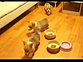 Corgi Breakfast Swarm