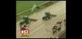 Final Preps Underway For 133rd Preakness Stakes