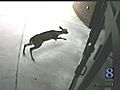 Video Shows Deer Hitting School’s Front Door