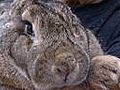 Ralph,  the 42-pound rabbit