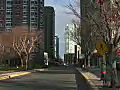 Royalty Free Stock Video HD Footage City Street,  Tree Branches and Buildings in Jersey City, New Jersey