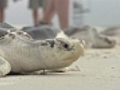 Endangered sea turtles released on Cape Cod