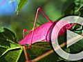 Planet 100: Top 5 Unearthly Insects!