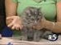 10/26 Petsaver:  Freida - #8847464