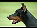 Clip Dobermann Force