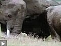 Elephants d’Afrique dans une réserve au Kenya