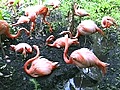 Stock Footage - Sarasota Jungle Gardens - Pink Flamingo (2007)