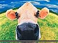 FarmVille Animals: Know Them Better in FarmVille on Facebook