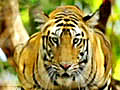 Here’s a look at the NDTV tiger calendar contest winner