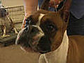 Boxer Dog Breed Profile