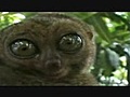 Le lémurien affolé, ou The Dramatic Lemur