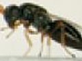 Scientists Sequence Parasitic Wasp Genome