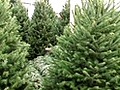 Tips for Picking a Christmas Tree