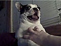 Boston Terrier Can’t Stand Being Tickled