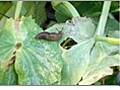 Controlling Slugs in the Garden