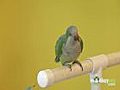 Learn how to Train Your Parrot - Ending the Session