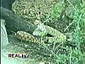 Real TV - Squirrels and Snake