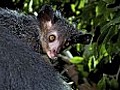 Madagascar: the strangest place on Earth?