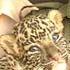 Leopard cub finds love in animal keeper