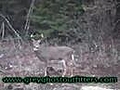 Deer Hunting - Whitetail Bucks