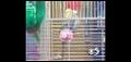 'Talon & Cucco' - Parakeets
