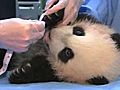 Panda Cub’s Eleventh Exam