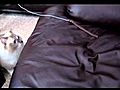 Tyco: Blue-Mitted Ragdoll with a Diamond Blaze Jumps on Couch for Leather String Toy