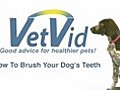 How to Brush Your Dog’s Teeth (Canine Dental) - VetVid Episode 007