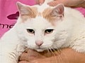 Famous fat cat dies