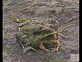 Three-Headed Frog